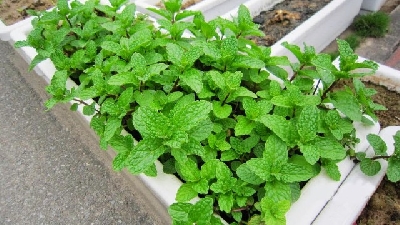 Cách trồng bạc hà tại nhà đơn giản