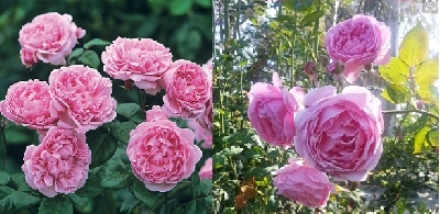 Cách trồng hoa hồng leo hiệu quả nhất