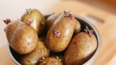 Cách trồng khoai tây tại nhà thực sự không hề quá khó