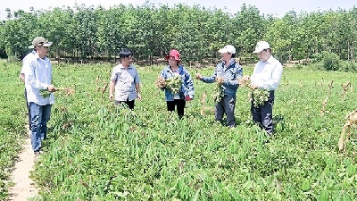 Cách trồng này sắn cho năng suất cao gấp đôi