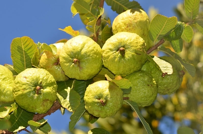 Cách trồng ổi nữ hoàng sai quả