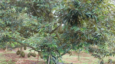 Cách ươm mầm hạt sầu riêng sai quả nhất