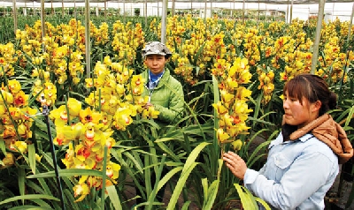 Cần có những doanh nghiệp tiên phong cho nông nghiệp Việt