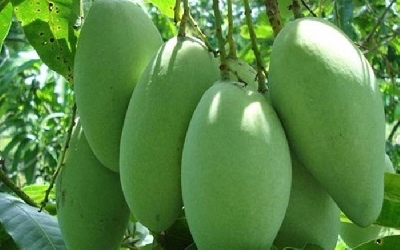 Cây xoài có thể được trồng từ một hạt giống trên mặt đất