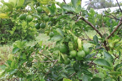 Chanh là loài cây ăn quả được nhiều người ưa chuộng