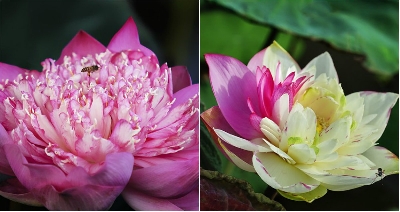 Chồi sen để nhân giống có một đoạn thân ngầm