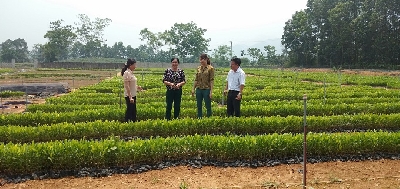 Giá trị kinh tế của cây keo lai mang lại