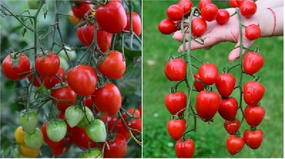 Giống cà chua thích hợp với vùng nhiệt đới