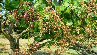 Hiệu quả kinh tế từ cây điều không phải nhỏ đối với người nông dân