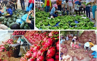 Hoa quả TQ hàng ngày vẫn qua các cửa khẩu tràn Việt Nam