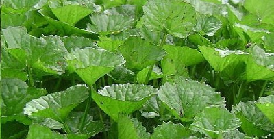 Hướng dẫn trồng rau má năng suất cao thu hoạch sớm