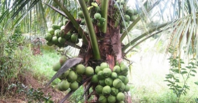 Kỹ thuật trồng dừa xiêm lùn năng suất cao