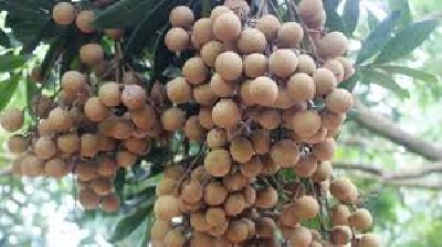 Kỹ thuật trồng nhãn sai trĩu quả