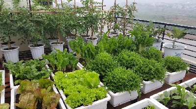 Kỹ thuật trồng rau sạch trên sân thượng