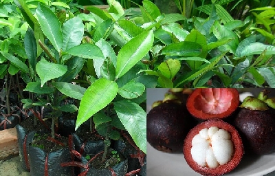 Kỹ thuật trồng và chăm sóc cây măng cụt