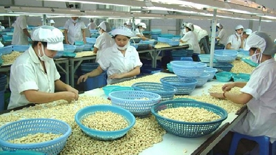 Nghịch lý giữa doanh nghiệp và thị trường điều Việt Nam