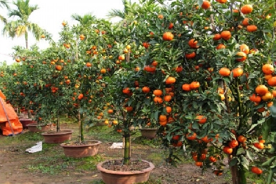 Những loại cây ăn quả trồng chậu vẫn trĩu quả