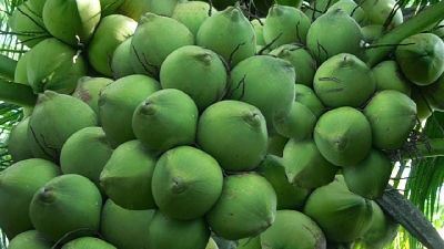Những trái dừa được trồng theo chuẩn Organic của nông dân Việt