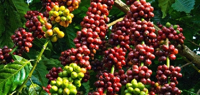 Tìm hiểu về nguồn gốc xuất xứ cây cà phê