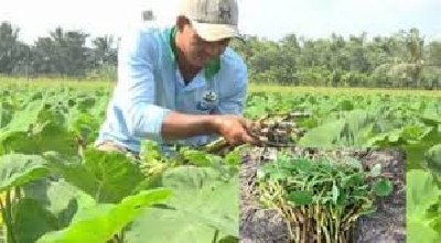 Trồng môn lấy ngó có thu nhập cao ở Hậu Giang