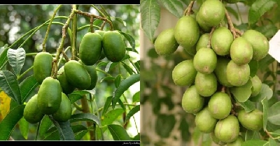Trong quả cóc có chứa nhiều vitamin và khoáng chất