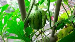 Cách trồng dưa hấu trong chậu cực đơn giản