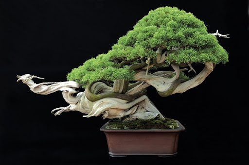 images/upload/cay-bonsai-ngay-nay-duoc-su-dung-rat-nhieu_1581559022.jpg