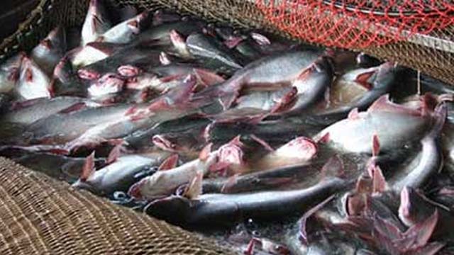 Giá cá tra nguyên liệu tại ĐBSCL bất ngờ giảm