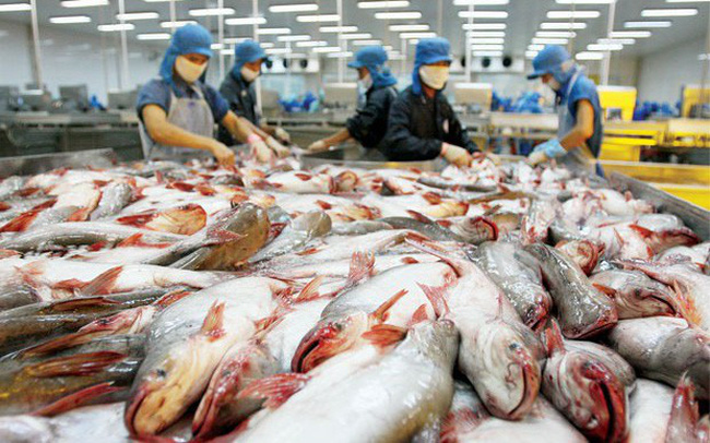Panama chính thức quyết định thanh tra cơ sở chế biến cá tra Việt Nam