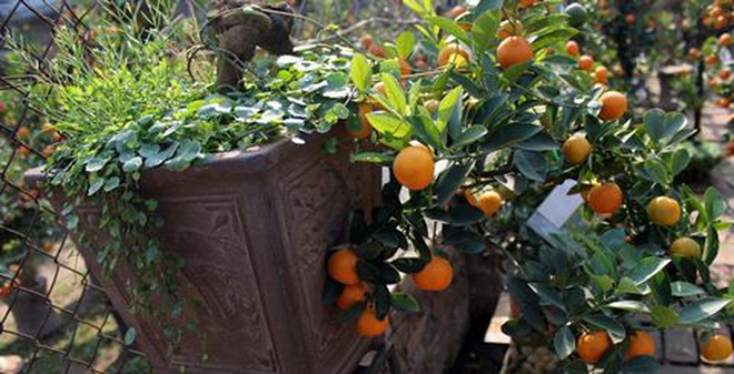 images/upload/quat-bonsai-mini-xuong-pho-nhung-khong-co-nhieu_1562643351.jpg