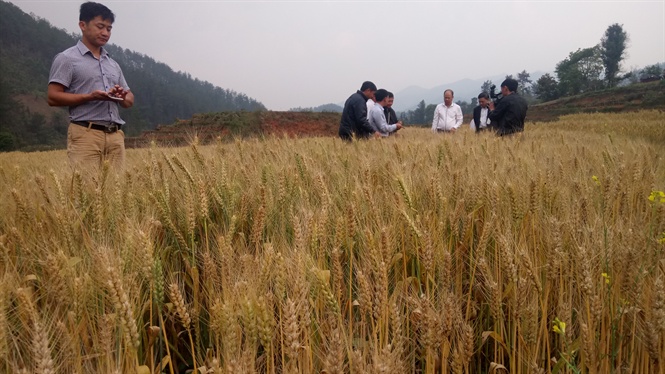 Trồng lúa mì tại VN không còn lạ với nông dân Việt